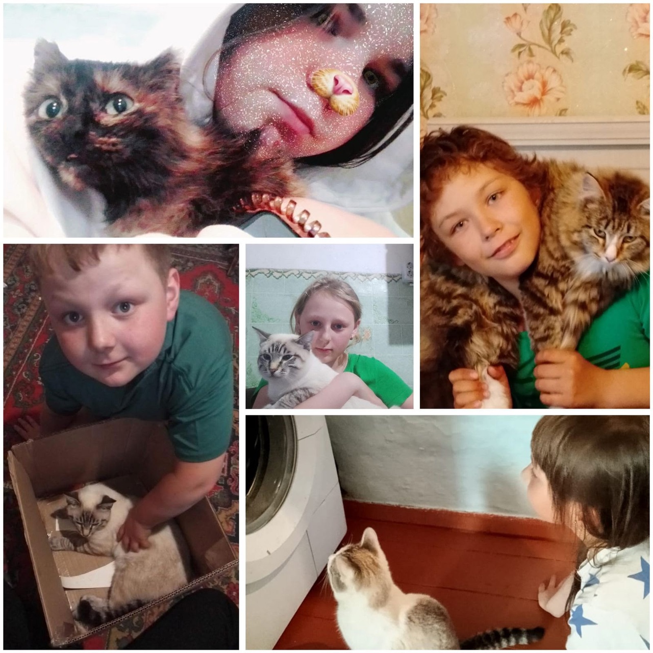 День обнимашек с котиками